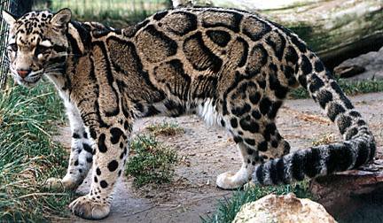Macan Dahan